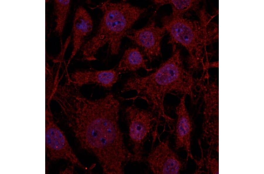 Immunoflouroscence - Anti-RAB11B Antibody (AB0082) - Antibodies.com