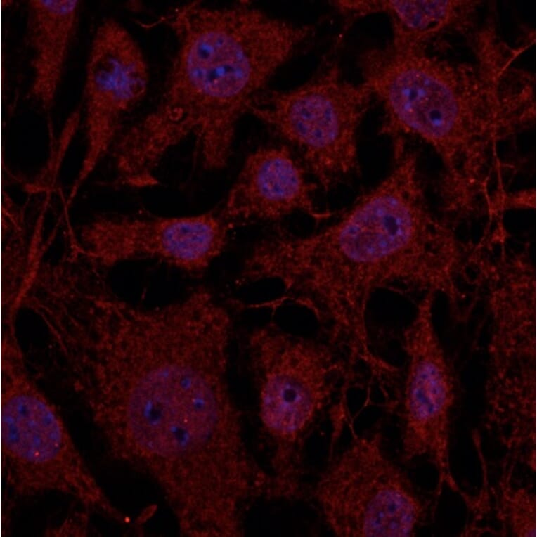 Immunoflouroscence - Anti-RAB11B Antibody (AB0082) - Antibodies.com