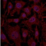 Immunoflouroscence - Anti-RAB11B Antibody (AB0082) - Antibodies.com