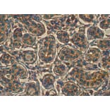 Immunohistochemistry - Anti-RAB11B Antibody (AB0082) - Antibodies.com