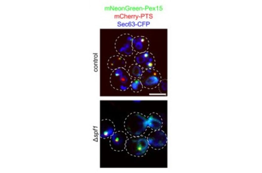 Immunofluorescence - Anti-mCherry Antibody - Antibodies.com
