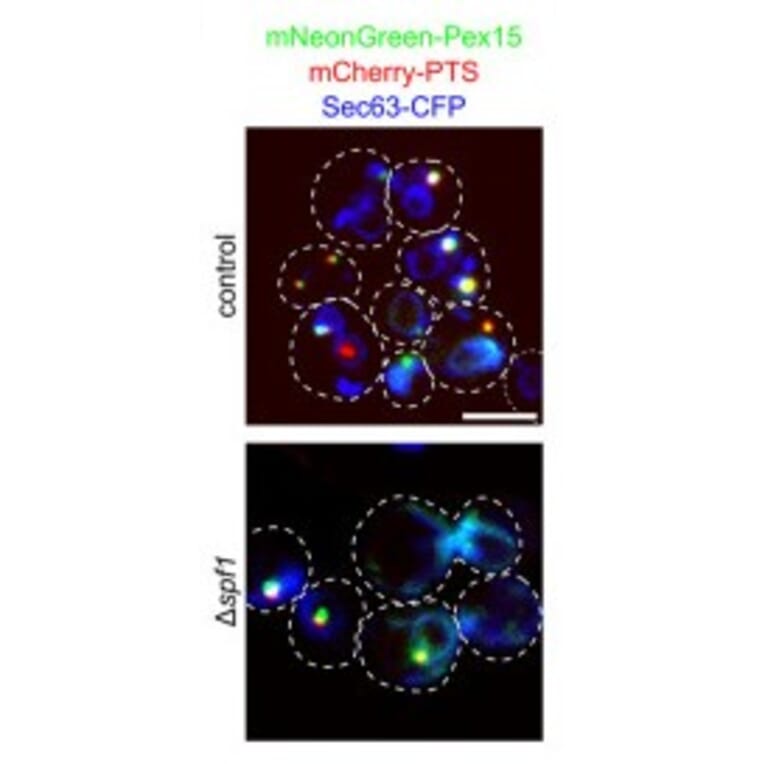 Immunofluorescence - Anti-mCherry Antibody - Antibodies.com