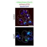 Immunofluorescence - Anti-mCherry Antibody - Antibodies.com