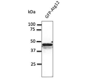 Western Blot - Anti-ATG12 Antibody (AB0083) - Antibodies.com