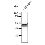 Western Blot - Anti-ATG12 Antibody (AB0083) - Antibodies.com