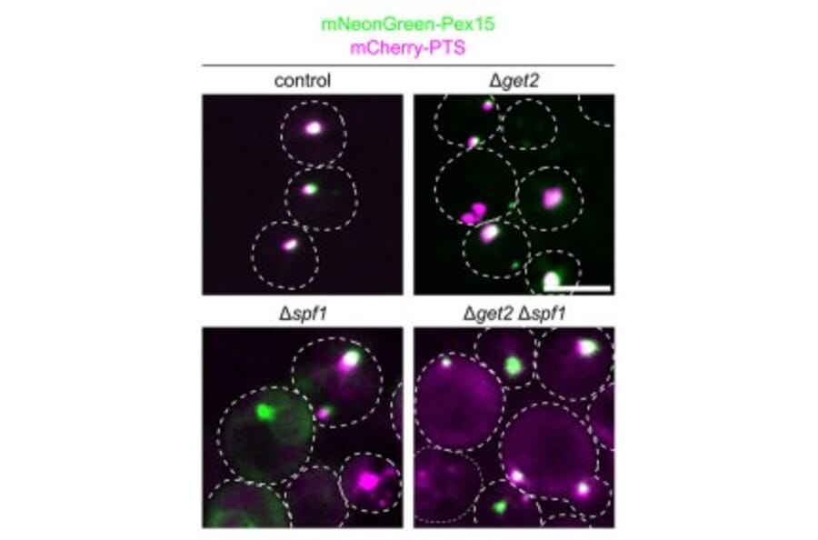 Immunofluorescence - Anti-mCherry Antibody - Antibodies.com