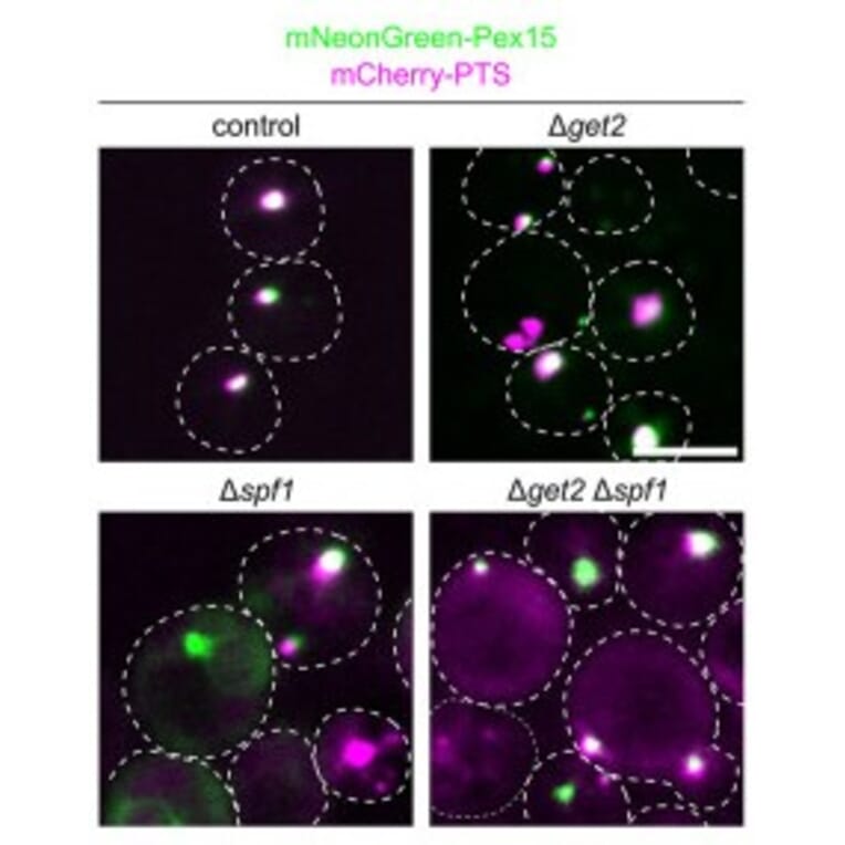 Immunofluorescence - Anti-mCherry Antibody - Antibodies.com
