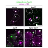 Immunofluorescence - Anti-mCherry Antibody - Antibodies.com