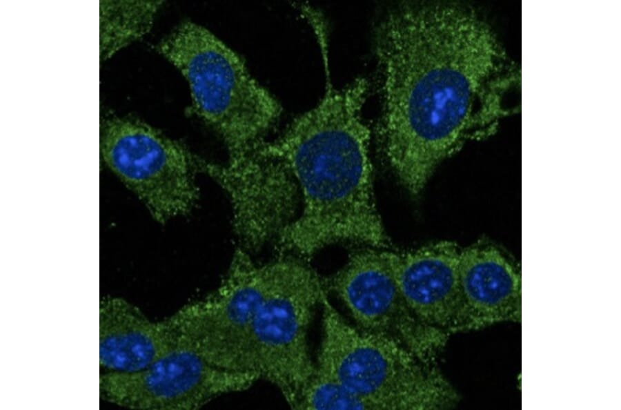 Immunoflouroscence - Anti-ATG12 Antibody (AB0083) - Antibodies.com