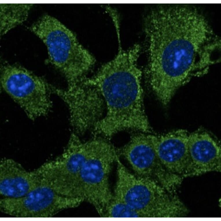 Immunoflouroscence - Anti-ATG12 Antibody (AB0083) - Antibodies.com
