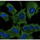Immunoflouroscence - Anti-ATG12 Antibody (AB0083) - Antibodies.com