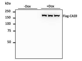 Western Blot - Anti-FLAG Tag Antibody (A121606) - Antibodies.com