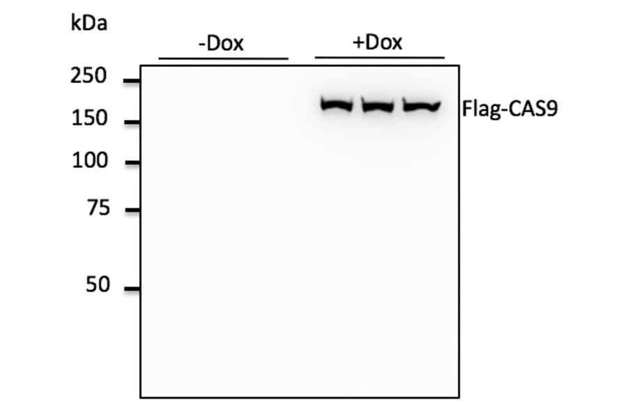 Western Blot - Anti-FLAG Tag Antibody (A121606) - Antibodies.com