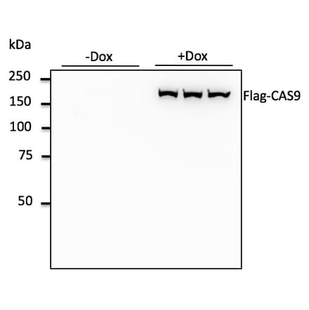 Western Blot - Anti-FLAG Tag Antibody (AB0085) - Antibodies.com