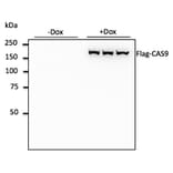 Western Blot - Anti-FLAG Tag Antibody (AB0085) - Antibodies.com