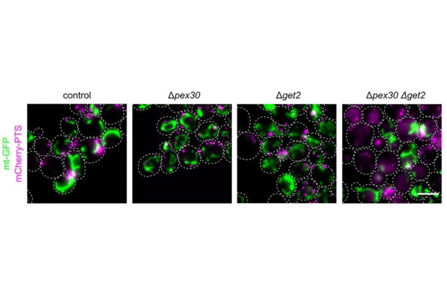 Immunofluorescence - Anti-mCherry Antibody - Antibodies.com