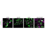 Immunofluorescence - Anti-mCherry Antibody - Antibodies.com