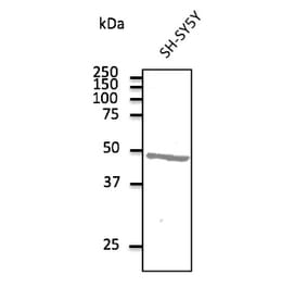 Western Blot - Anti-ATXN3 Antibody (AB0089) - Antibodies.com