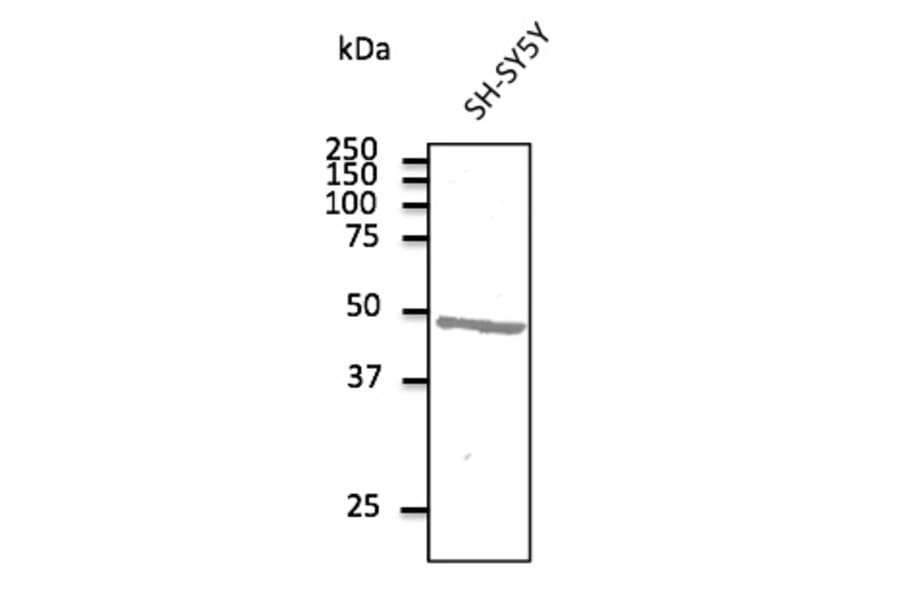 Western Blot - Anti-ATXN3 Antibody (AB0089) - Antibodies.com
