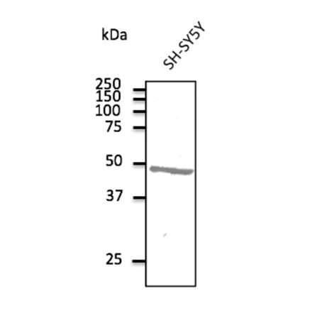 Western Blot - Anti-ATXN3 Antibody (AB0089) - Antibodies.com
