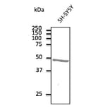 Western Blot - Anti-ATXN3 Antibody (AB0089) - Antibodies.com