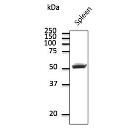 Western Blot - Anti-CD4 Antibody (AB0091) - Antibodies.com