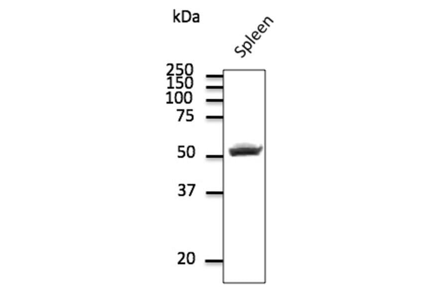 Western Blot - Anti-CD4 Antibody (AB0091) - Antibodies.com