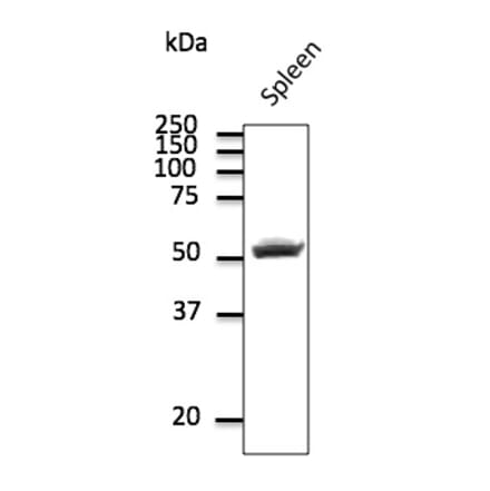 Western Blot - Anti-CD4 Antibody (AB0091) - Antibodies.com
