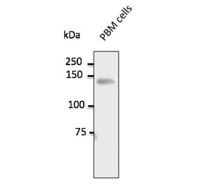 Western Blot - Anti-CD31 Antibody (AB0092) - Antibodies.com