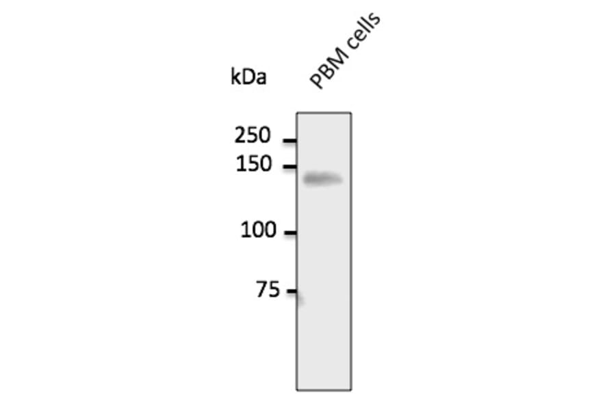 Western Blot - Anti-CD31 Antibody (AB0092) - Antibodies.com