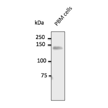 Western Blot - Anti-CD31 Antibody (AB0092) - Antibodies.com