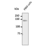Western Blot - Anti-CD31 Antibody (AB0092) - Antibodies.com