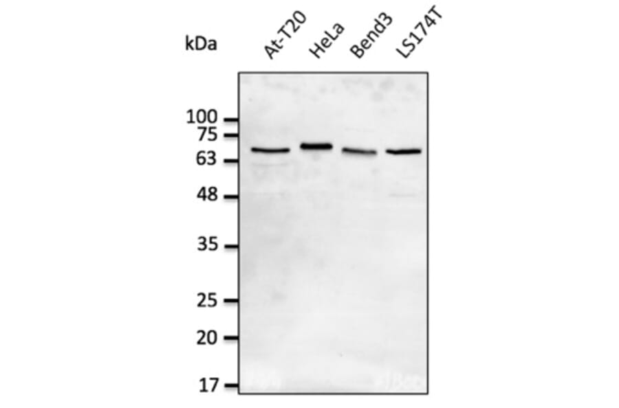 Western Blot - Anti-Lamin A + Lamin C Antibody (AB0093) - Antibodies.com