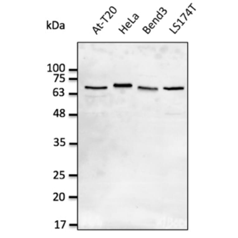 Western Blot - Anti-Lamin A + Lamin C Antibody (AB0093) - Antibodies.com