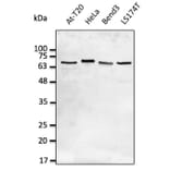 Western Blot - Anti-Lamin A + Lamin C Antibody (AB0093) - Antibodies.com