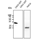 Western Blot - Anti-CAV2 Antibody (AB0094) - Antibodies.com