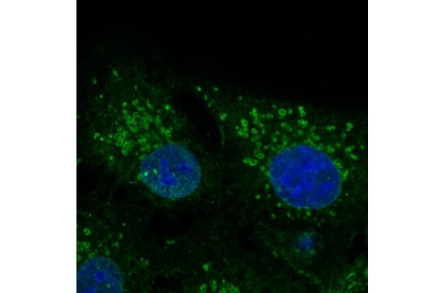 Immunoflouroscence - Anti-CAV2 Antibody (AB0094) - Antibodies.com