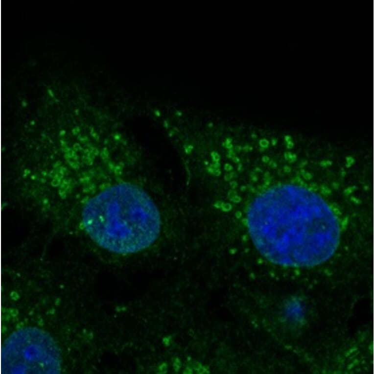 Immunoflouroscence - Anti-CAV2 Antibody (AB0094) - Antibodies.com