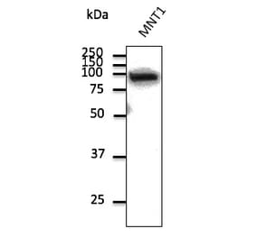 Western Blot - Anti-beta Catenin Antibody (AB0095) - Antibodies.com