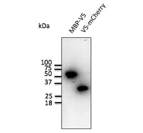 Western Blot - Anti-V5 Tag Antibody (AB0096) - Antibodies.com