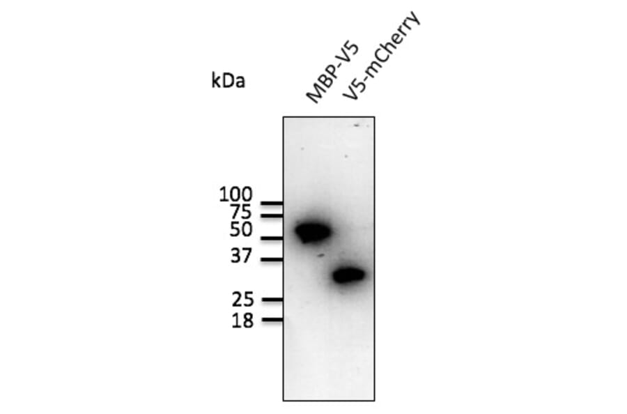 Western Blot - Anti-V5 Tag Antibody (AB0096) - Antibodies.com