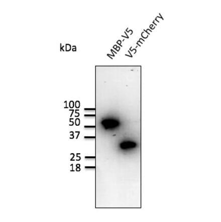 Western Blot - Anti-V5 Tag Antibody (AB0096) - Antibodies.com