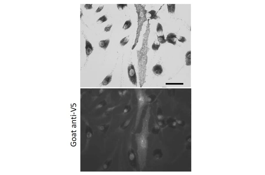 Immunoflouroscence - Anti-V5 Tag Antibody (AB0096) - Antibodies.com