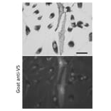 Immunoflouroscence - Anti-V5 Tag Antibody (AB0096) - Antibodies.com