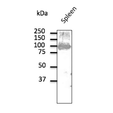 Western Blot - Anti-CD19 Antibody (AB0097) - Antibodies.com