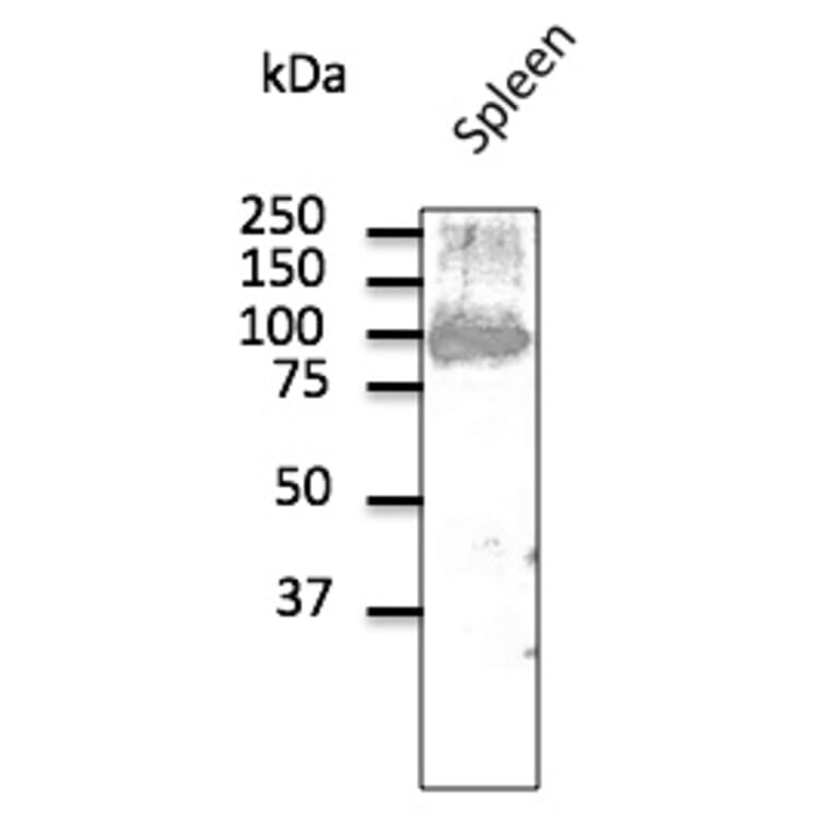 Western Blot - Anti-CD19 Antibody (AB0097) - Antibodies.com