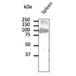 Western Blot - Anti-CD19 Antibody (AB0097) - Antibodies.com