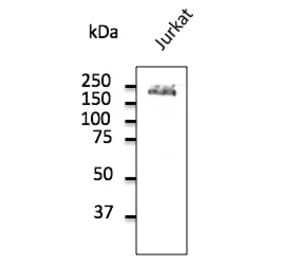 Western Blot - Anti-CD45 Antibody (AB0100) - Antibodies.com