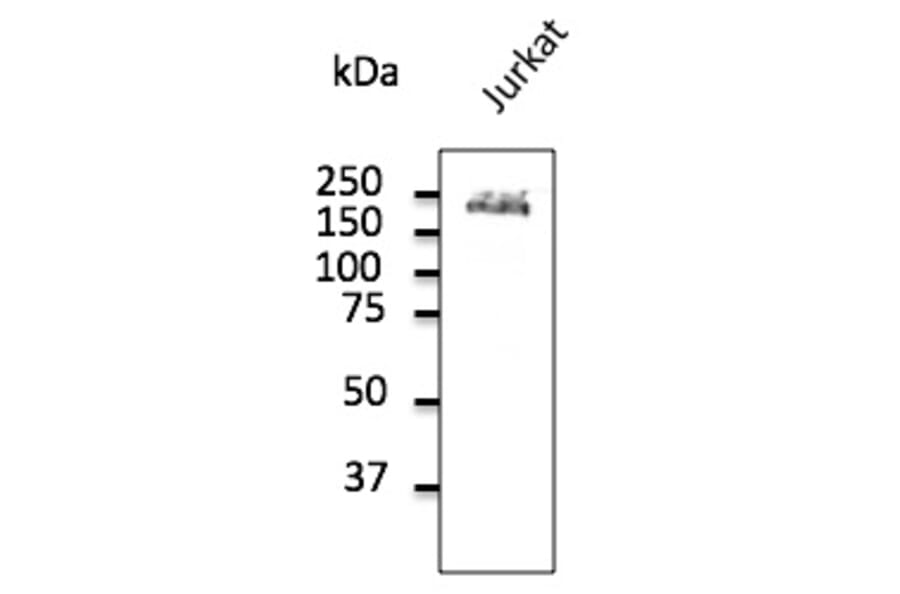 Western Blot - Anti-CD45 Antibody (AB0100) - Antibodies.com
