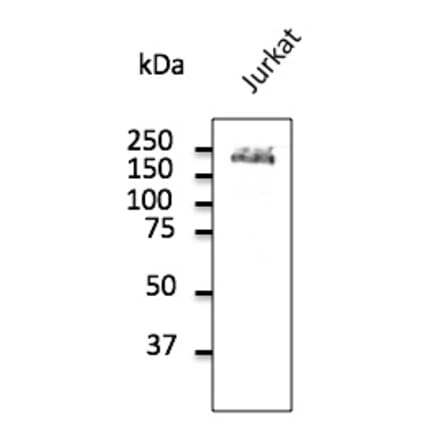 Western Blot - Anti-CD45 Antibody (AB0100) - Antibodies.com